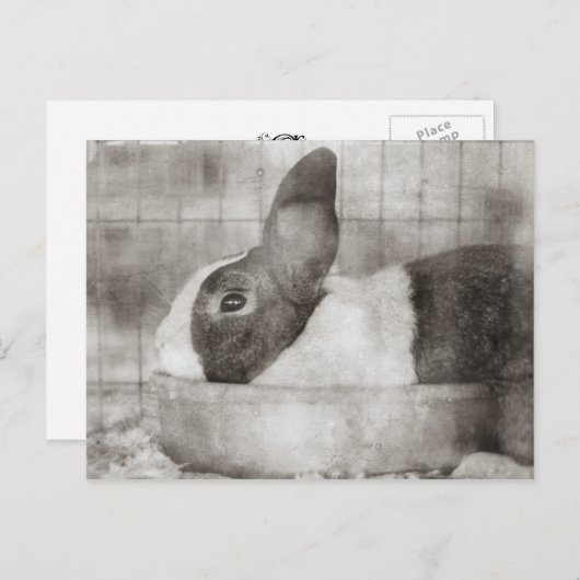 Bunny Rabbit Zittend in een kom Retro Pasen Feestdagenkaart (Voorkant / Achterkant)