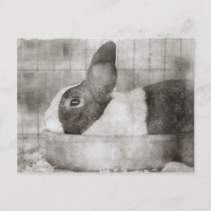 Bunny Rabbit Zittend in een kom Retro Pasen Feestdagenkaart