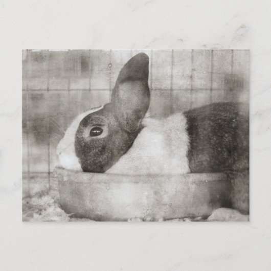 Bunny Rabbit Zittend in een kom Retro Pasen Feestdagenkaart (Voorkant)