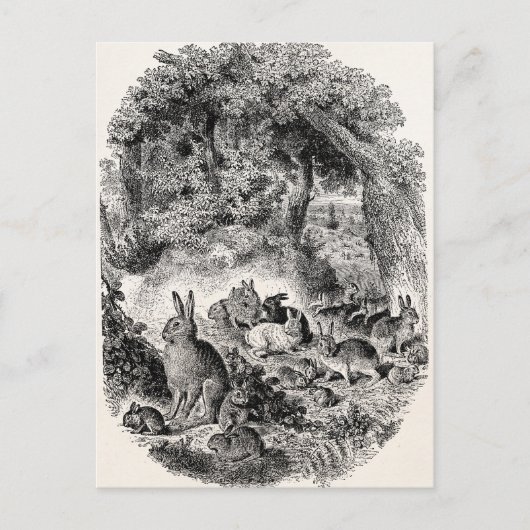 Bunny Rabbits 1800s Bunnies Rabbit Briefkaart (Voorkant)