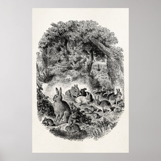  Bunny Rabbits 1800s Bunnies Rabbit Poster (Voorkant)