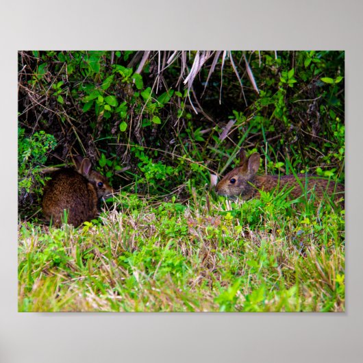 Bunny Rabbits Schattigee Natuur Poster (Voorkant)
