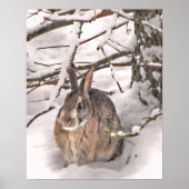Bunny Seeking Shelter Poster (Voorkant)
