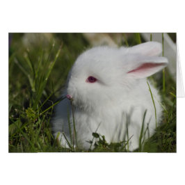 Bunny Sniffing Flower