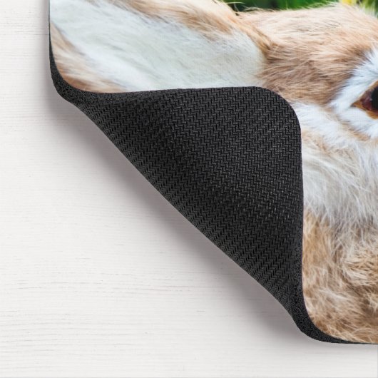 bunny sniffing muismat (Hoek)