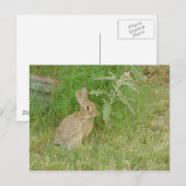 Bunny So Cute Briefkaart (Voorkant / Achterkant)