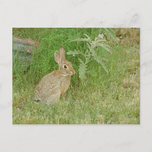 Bunny So Cute Briefkaart (Voorkant)