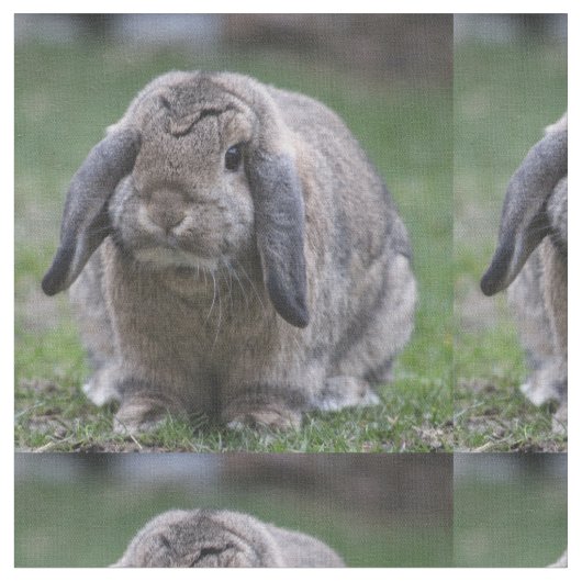 bunny stof (Close Up)