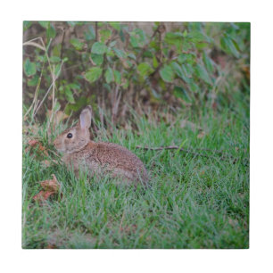 Bunny Tegeltje