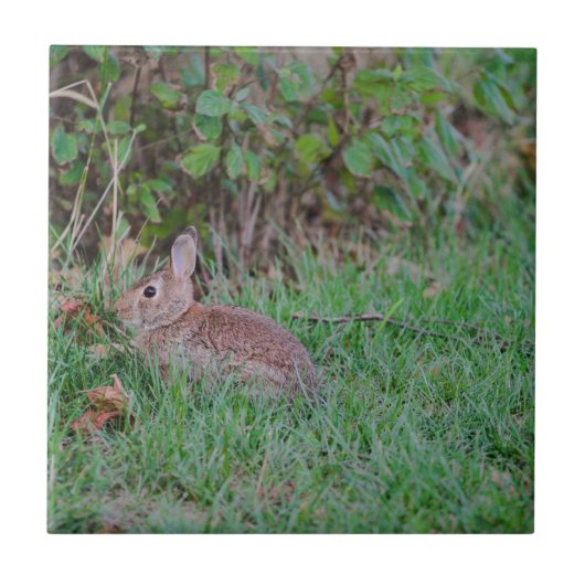 Bunny Tegeltje (Voorkant)