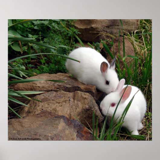 Bunny whisker poster (Voorkant)