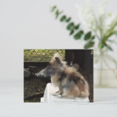 Bunnypig briefkaart (Staand voorkant)