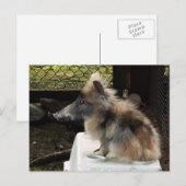 Bunnypig briefkaart (Voorkant / Achterkant)