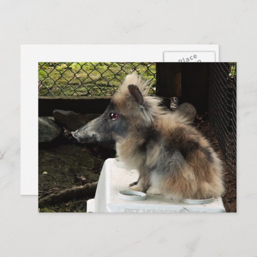 Bunnypig briefkaart (Voorkant / Achterkant)