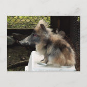 Bunnypig briefkaart (Voorkant)