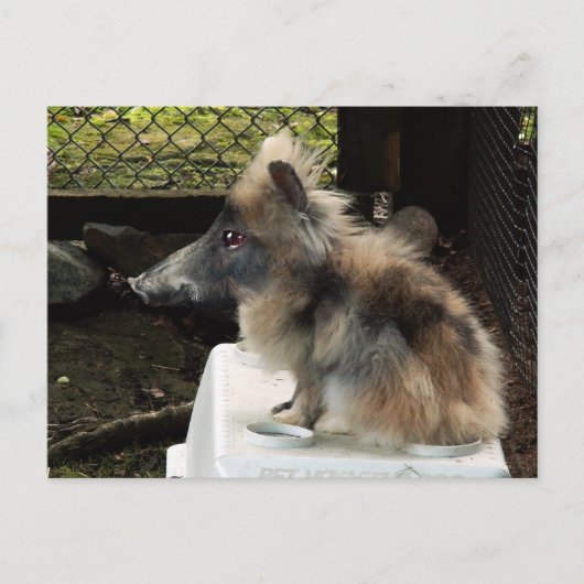 Bunnypig briefkaart (Voorkant)