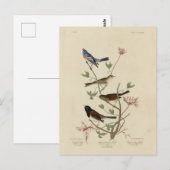 Bunting, Sparrow, Junco (Finches) Audubon's vogels Briefkaart (Voorkant / Achterkant)