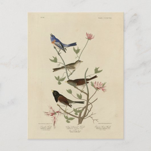 Bunting, Sparrow, Junco (Finches) Audubon's vogels Briefkaart (Voorkant)