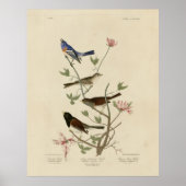 Bunting, Sparrow, Junco (Finches) Audubon's vogels Poster (Voorkant)