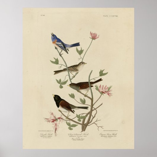 Bunting, Sparrow, Junco (Finches) Audubon's vogels Poster (Voorkant)