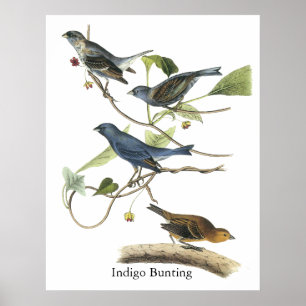 Bunting van de Indigo van Audubon Druk Poster