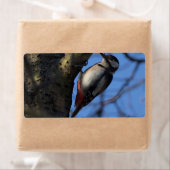 Buntspecht Etiket (Insitu)