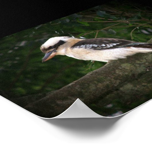 Bunya Mountains Kookaburra Poster (Hoek)