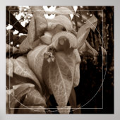 Buquê de folhas poster (Voorkant)