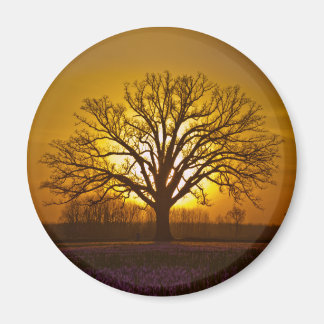 Bur Oak Sunset Magneet