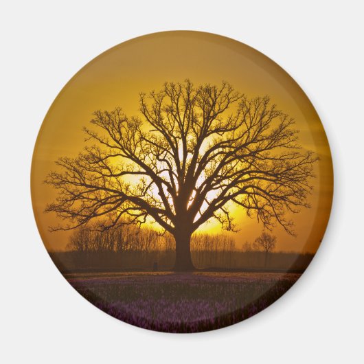 Bur Oak Sunset Magneet (Voorkant)