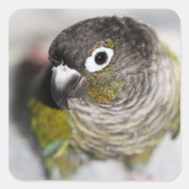 Burbel Vierkante Sticker