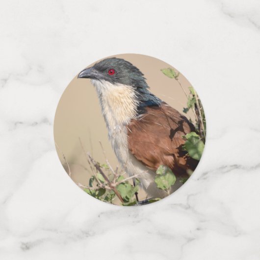 Burchell's Coucal Confetti (Kleine voorkant)