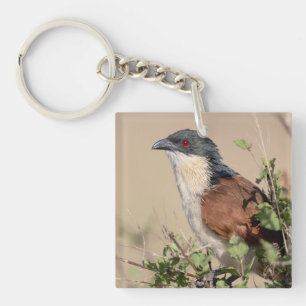 Burchell's Coucal Sleutelhanger