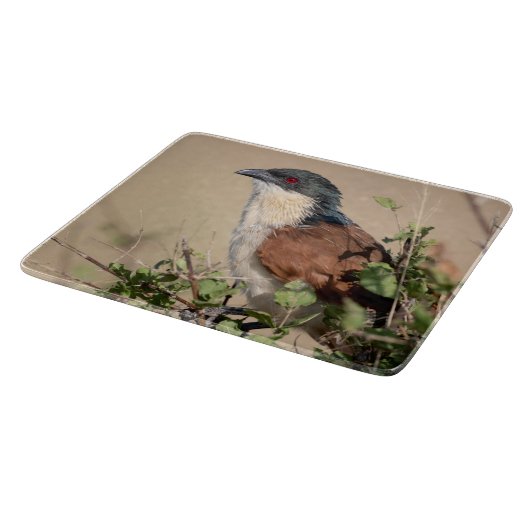Burchell's Coucal Snijplank (Hoek)