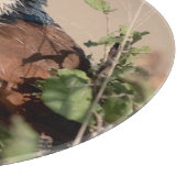 Burchell's Coucal Snijplank (Hoek)