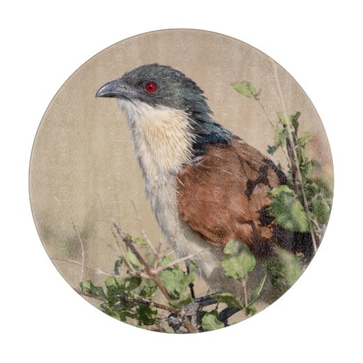 Burchell's Coucal Snijplank (Voorkant)