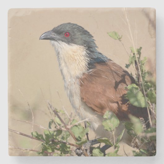 Burchell's Coucal Stenen Onderzetter (Voorkant)