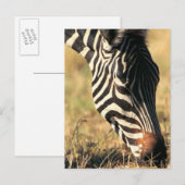 Burchells zebra briefkaart (Voorkant / Achterkant)