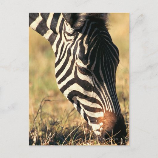 Burchells zebra briefkaart (Voorkant)