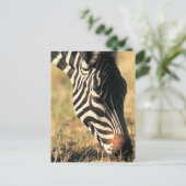 Burchells zebra briefkaart (Staand voorkant)