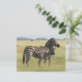 Burchell's zebra briefkaart, moeder met veulen briefkaart (Staand voorkant)