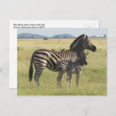 Burchell's zebra briefkaart, moeder met veulen briefkaart (Voorkant / Achterkant)
