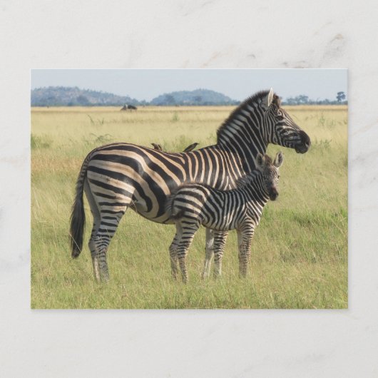 Burchell's zebra briefkaart, moeder met veulen briefkaart (Voorkant)