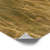 Burchell's Zebra in het zomergras, Masai Poster (Hoek)