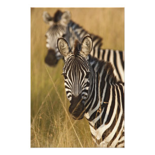 Burchell's zebra in hoog zomergras, Masai Foto Afdruk