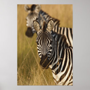 Burchell's zebra in hoog zomergras, Masai Poster