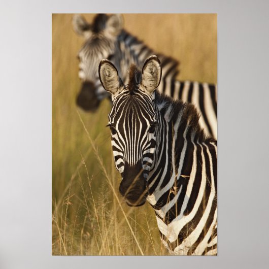 Burchell's zebra in hoog zomergras, Masai Poster (Voorkant)