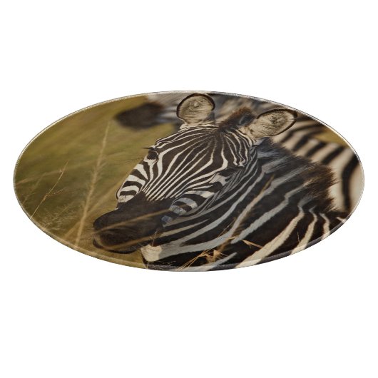 Burchell's zebra in hoog zomergras, Masai Snijplank (Hoek)