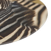 Burchell's zebra in hoog zomergras, Masai Snijplank (Hoek)