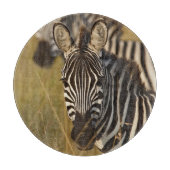 Burchell's zebra in hoog zomergras, Masai Snijplank (Voorkant)